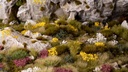 Wild Flowers Set Wild