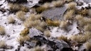 Winter 5mm Small