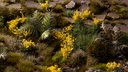 Yellow Flowers Wild